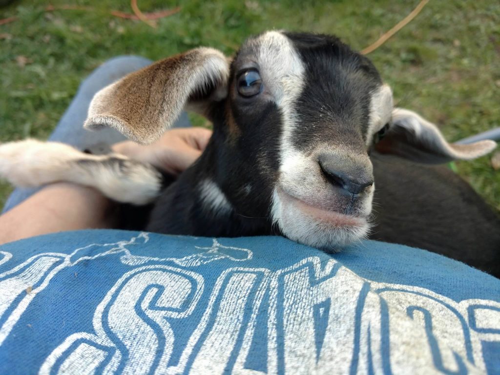Munchkin, the bottle fed baby goat. 