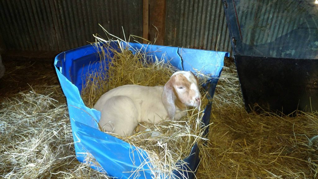 A cute baby goat resting in a tote.